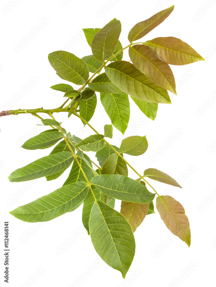 walnut leaves on a branch. isolated on white background walnut leaves on a branch. isolated on white background