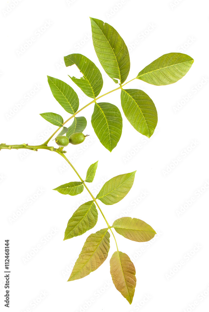 walnut leaves on a branch. isolated on white background walnut leaves on a branch. isolated on white background