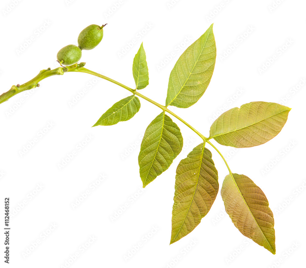 walnut leaves on a branch. isolated on white background walnut leaves on a branch. isolated on white background