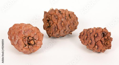Pine cones on a white background