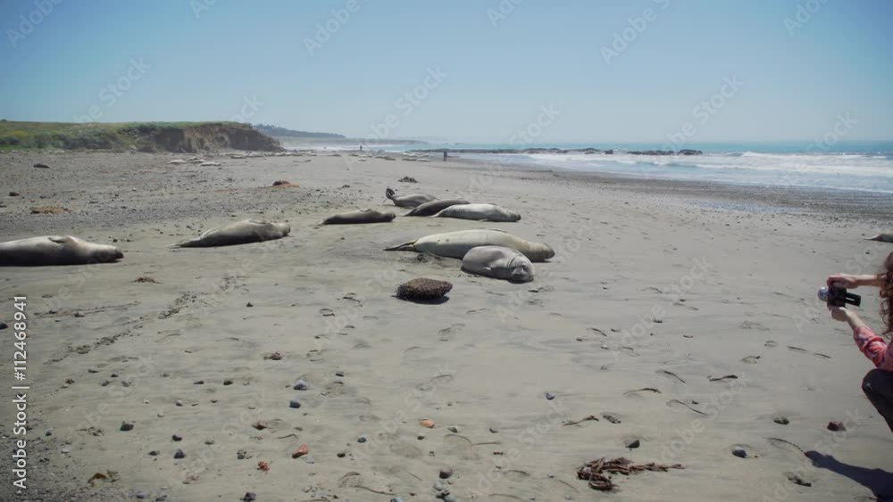 Pan of a tourist taking a picture of an Elephant seal on the beach