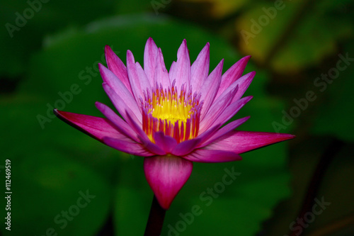 Lotus flower