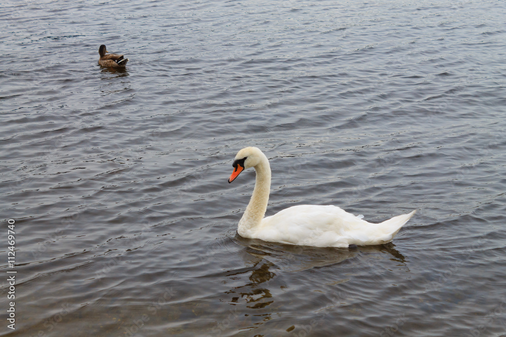 Swan on water Swan on water