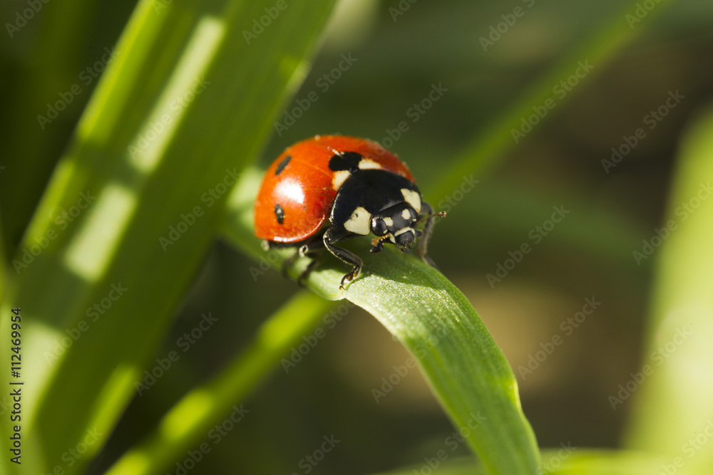 Fototapeta premium Beetles ladybug in green grass