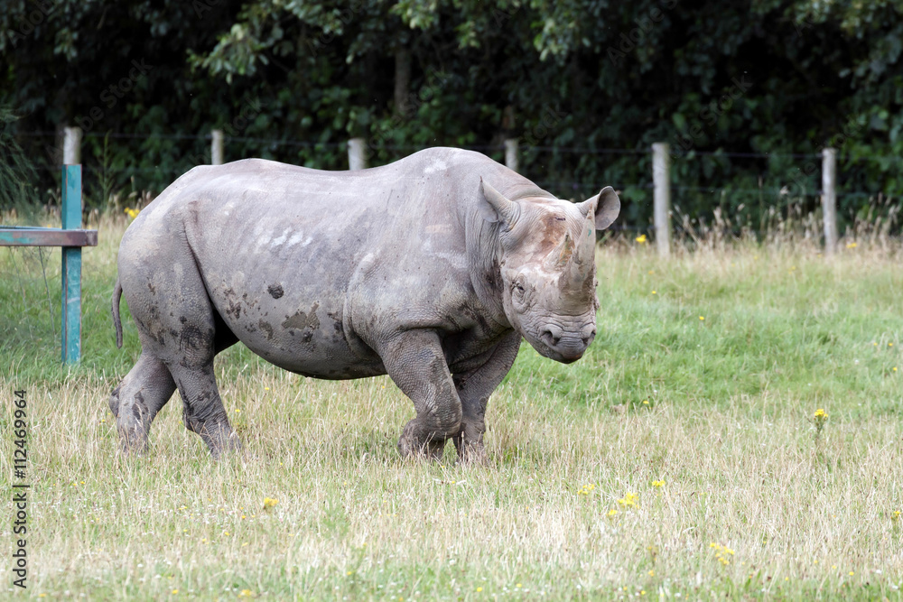 Fototapeta premium Black Rhinoceros or Hook-lipped Rhinoceros (Diceros bicornis)