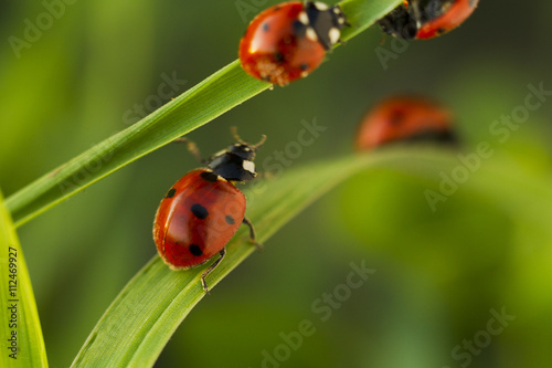 Beetles ladybug in green grass