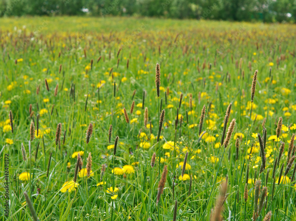 meadow with dandelions and Timothy-grass.