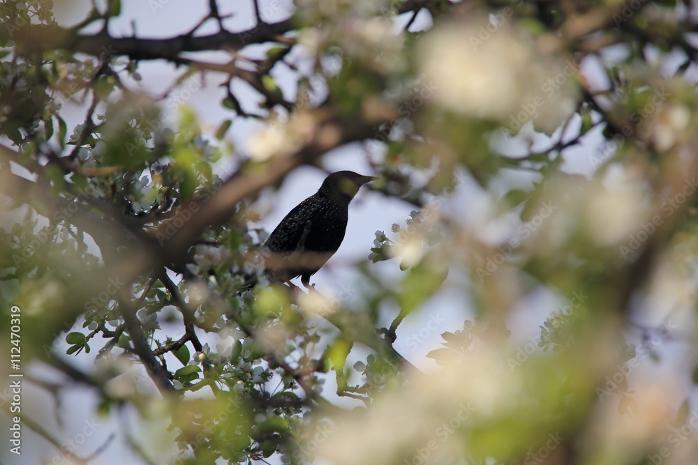 A bird starling or Sturnus vulgaris sitting on apple tree branch in blossom A bird starling or Sturnus vulgaris sitting on apple tree branch in blossom
