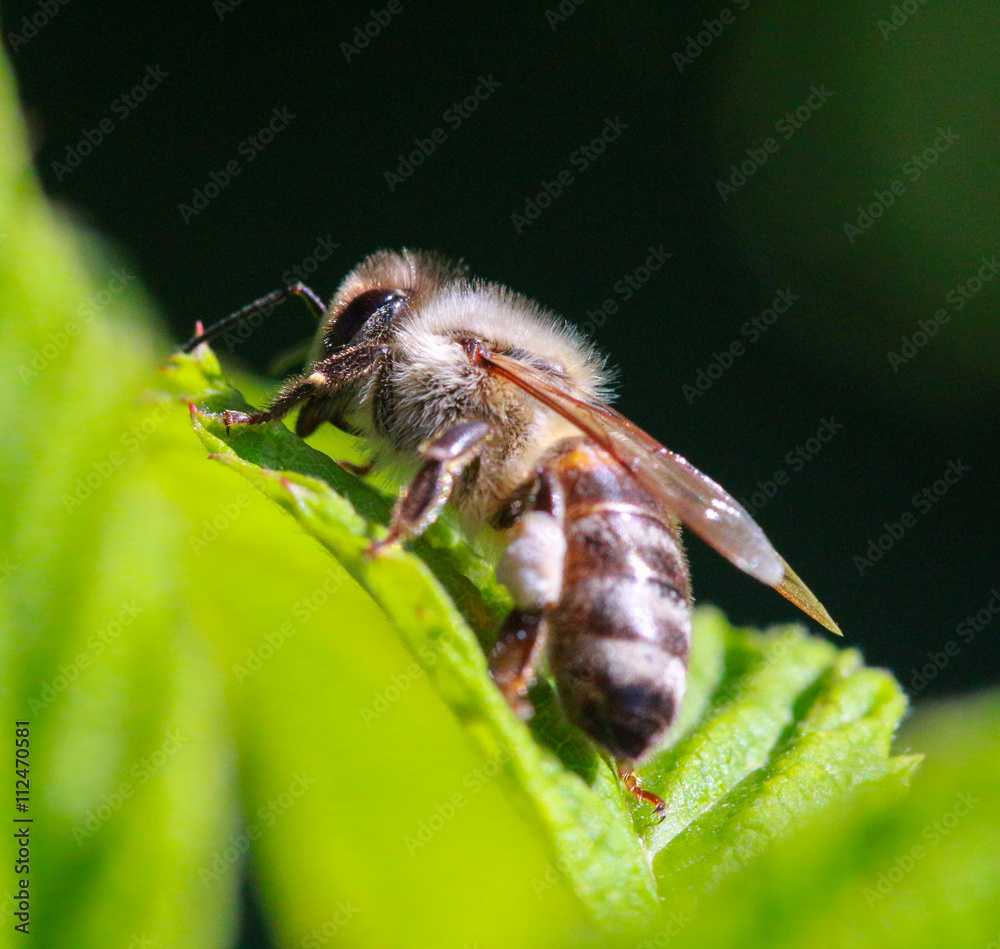bee at work on a raspberry bush a sunny day. bee at work on a raspberry bush a sunny day.