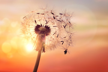 Fotobehang Paardenbloem Paardenbloem silhouet tegen avondzon  © Brian Jackson
