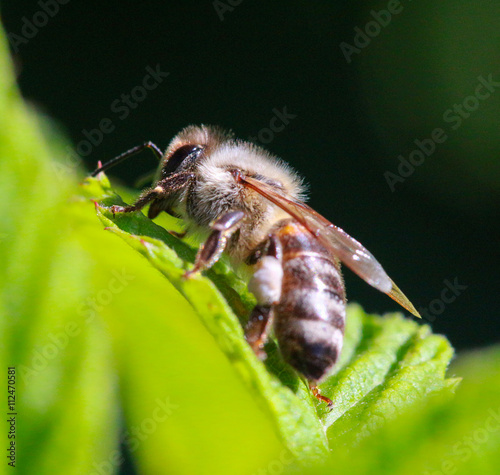 bee at work on a raspberry bush a sunny day. © bellakadife