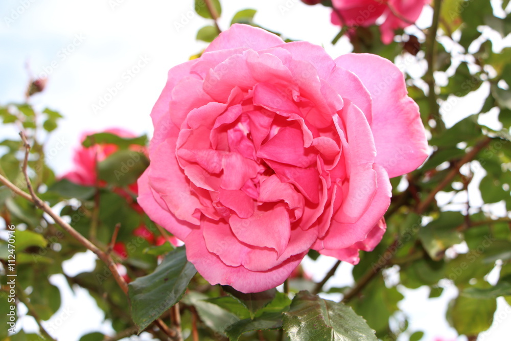 Rose rose Rose rose