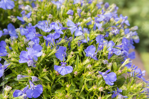 alpine blue flowers in a pot