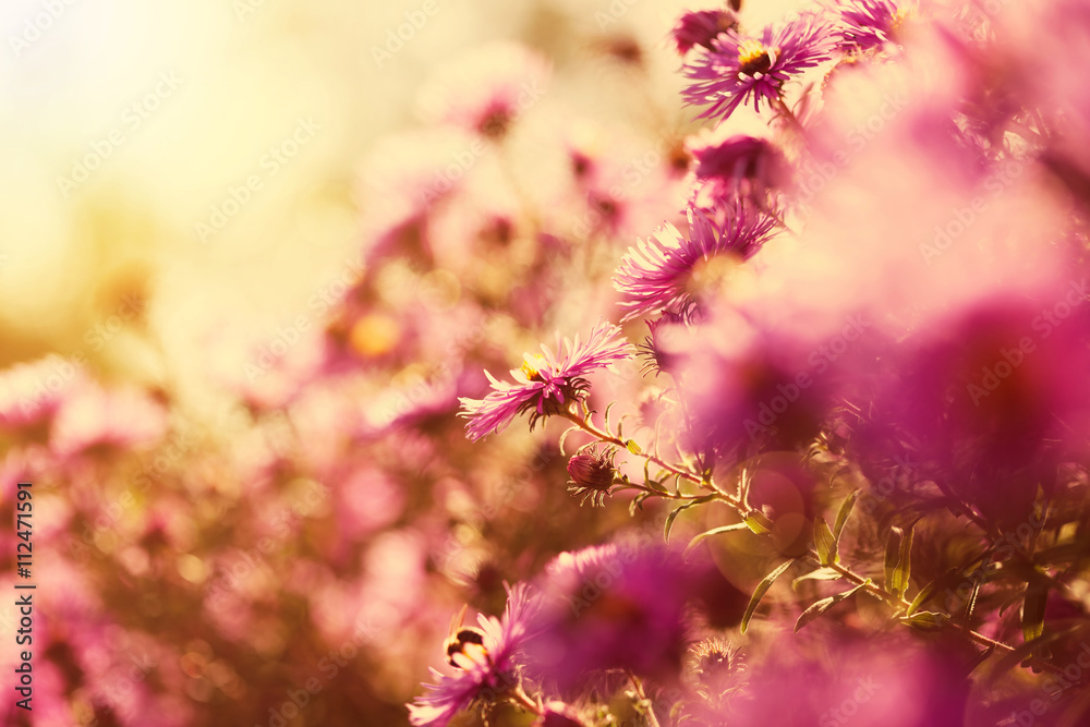 Beautiful wild pink flowers in the sunshine Beautiful wild pink flowers in the sunshine