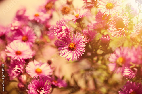  Beautiful wild pink flowers in the sunshine