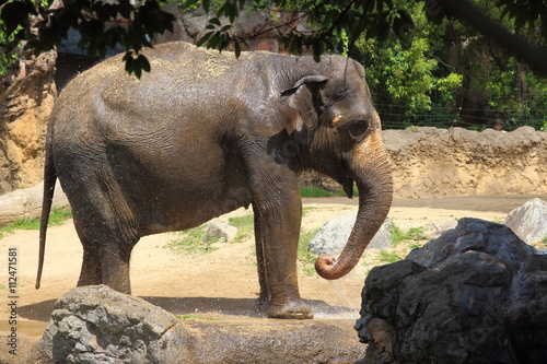 象の水浴び