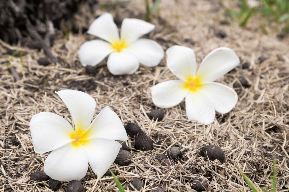 Plumeria on dry grass, soft and blur focus Plumeria on dry grass, soft and blur focus