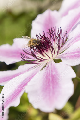 bee pollinating a flower pink and white clematis
