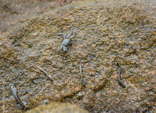 Crab And Fish  La Digue  Seychelles