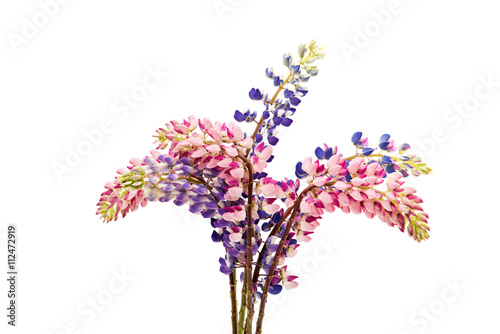 Colorful flowers - Lupine