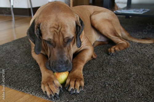 apple in  paws of dog