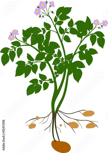 Potato plant silhouette 