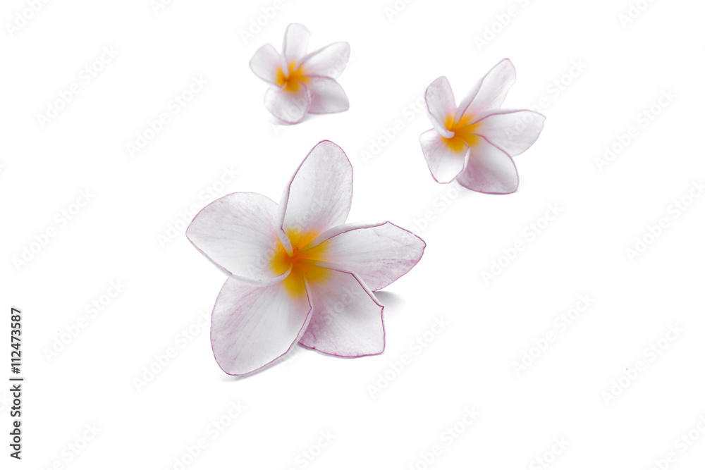 Pink plumeria flower on white background