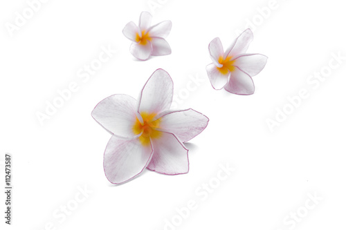 Pink plumeria flower on white background