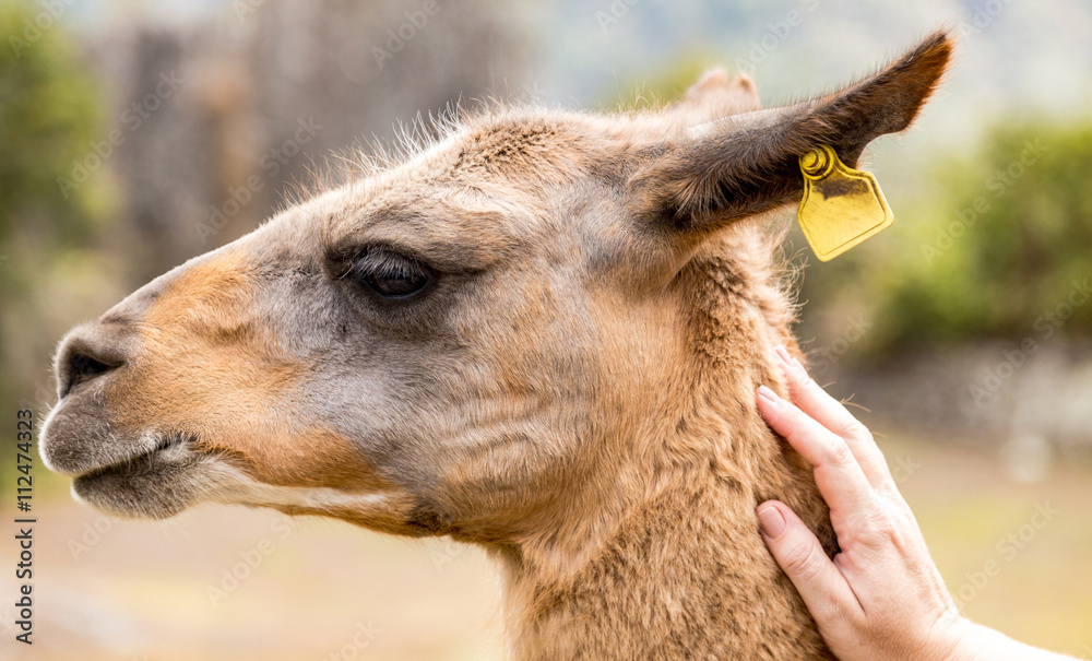 Obraz premium Llama at Machu Picchu, Cusco, Peru, South America. A UNESCO Worl