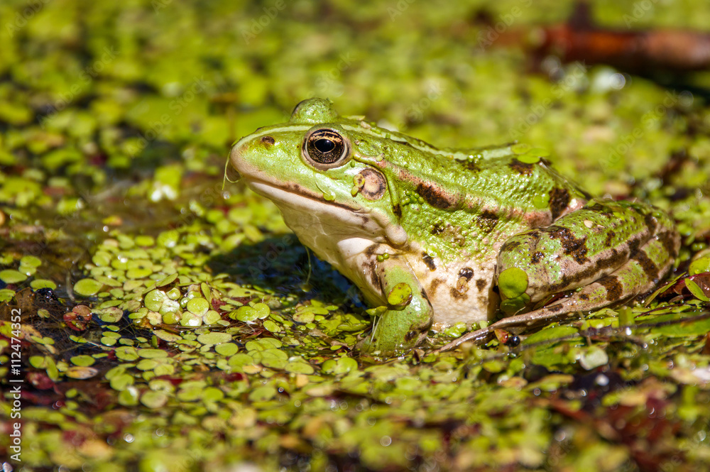 Naklejka premium Common swamp frog