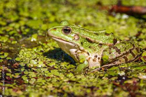 Common swamp frog