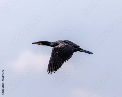 Great Cormorant in flight © Xalanx
