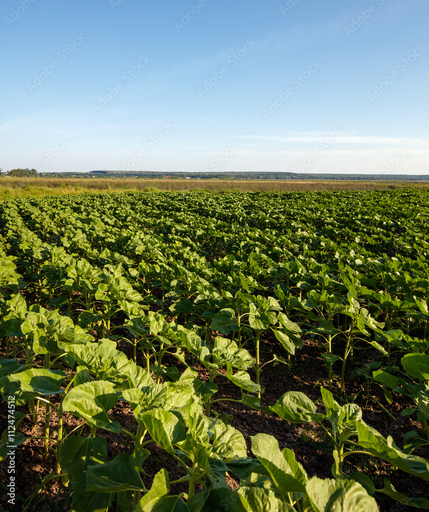 Unripe sunflower field Unripe sunflower field