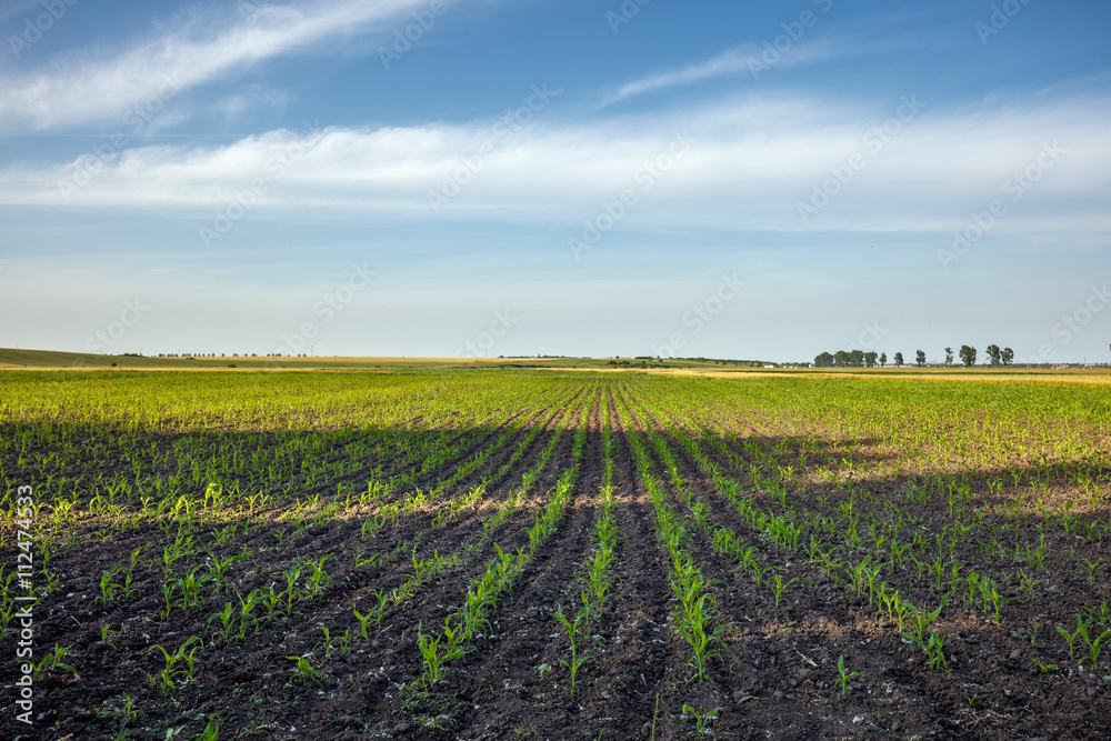 Corn field landscape