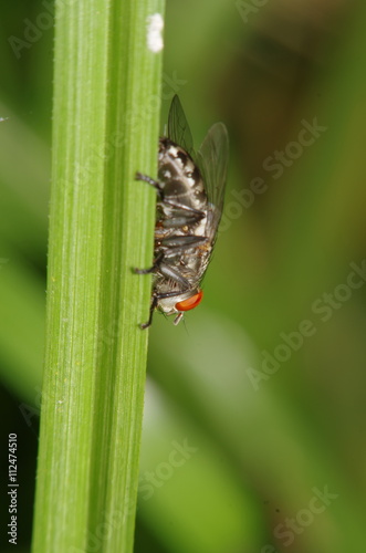 Fly insect in the green garden