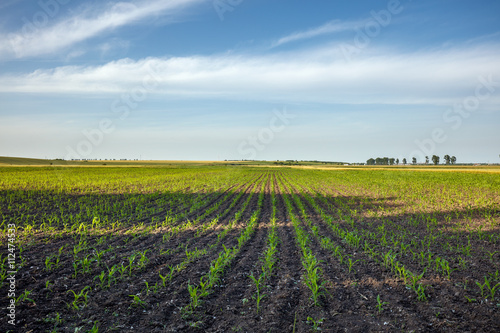 Corn field landscape