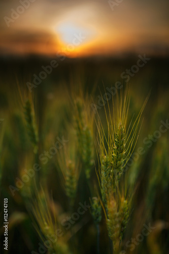 Wheat field at sunset, sun in the frame