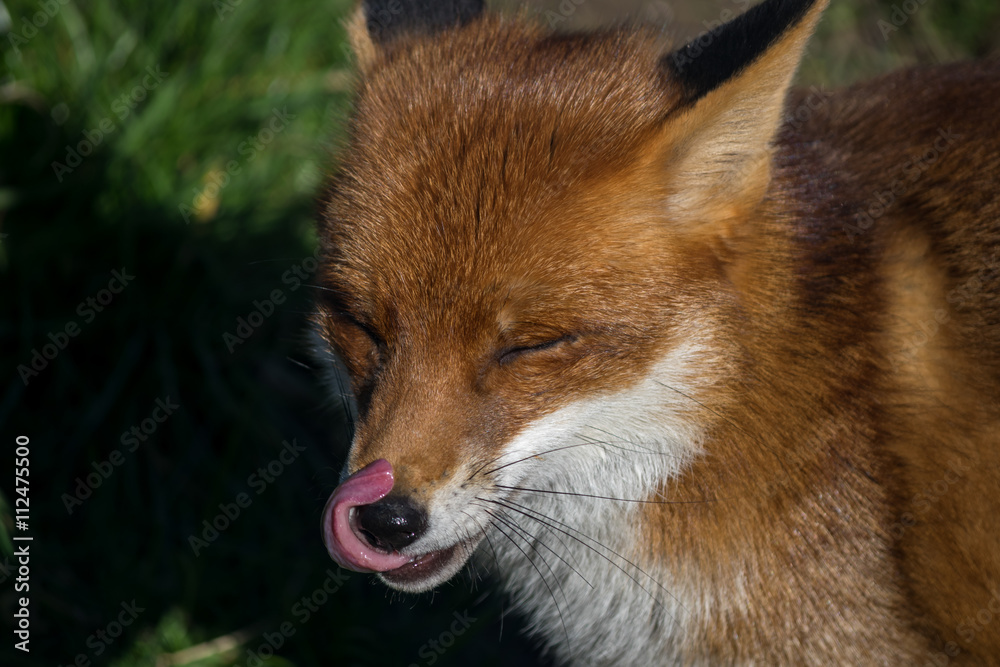Red Fox (Vulpes vulpes) Red Fox (Vulpes vulpes)