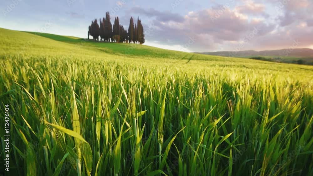 Spring green and sunset on the meadows of Tuscany.