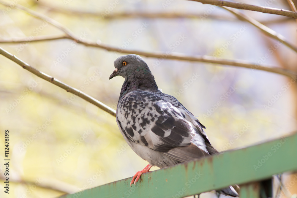 Obraz premium pigeon in spring