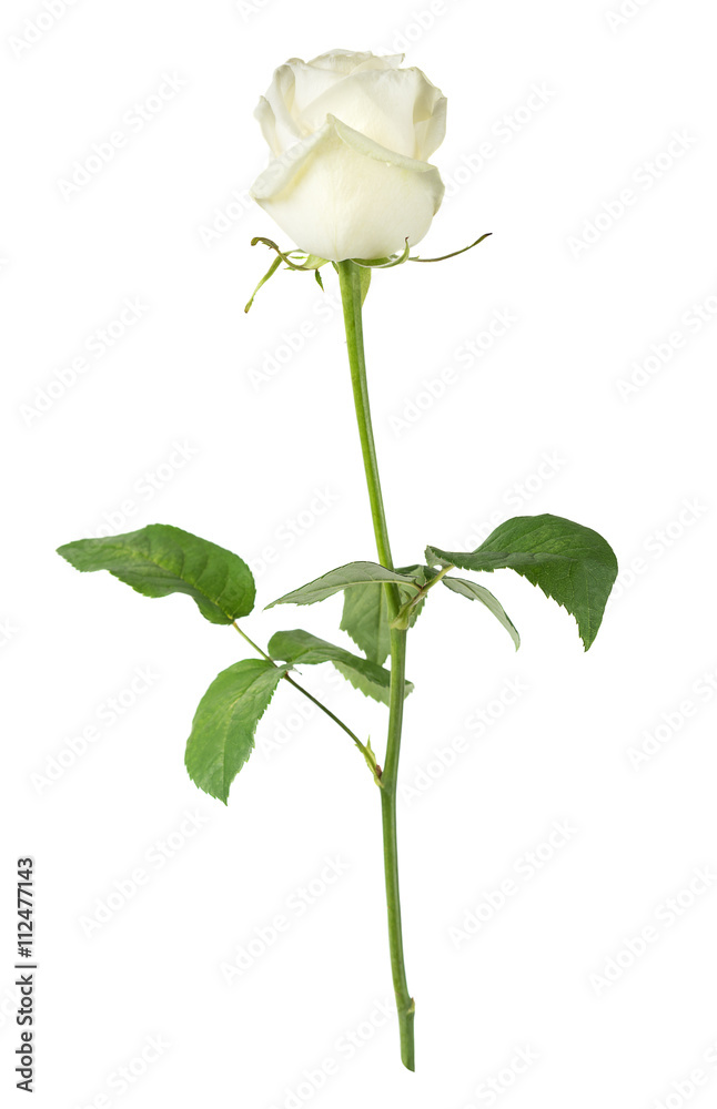 Obraz premium White rose on a white background