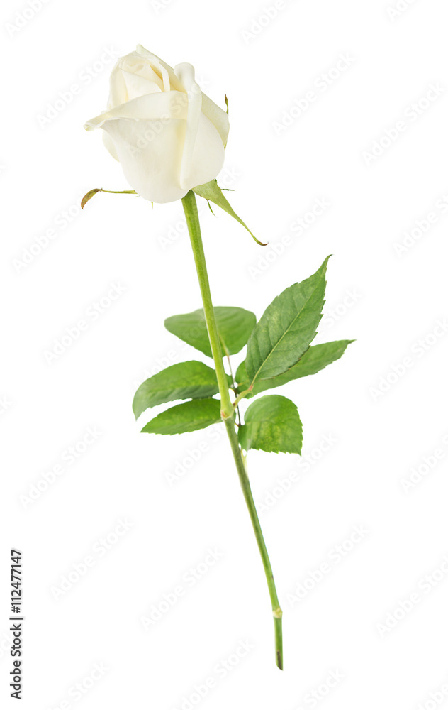 Obraz premium White rose on a white background
