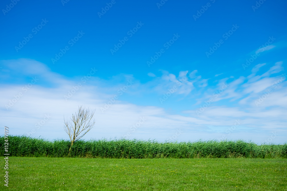 Baum im Schilf unter blauem Himmel Baum im Schilf unter blauem Himmel