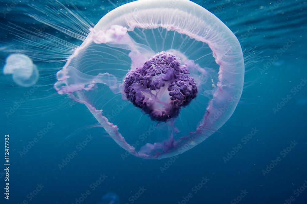 Obraz premium jellyfish in red sea