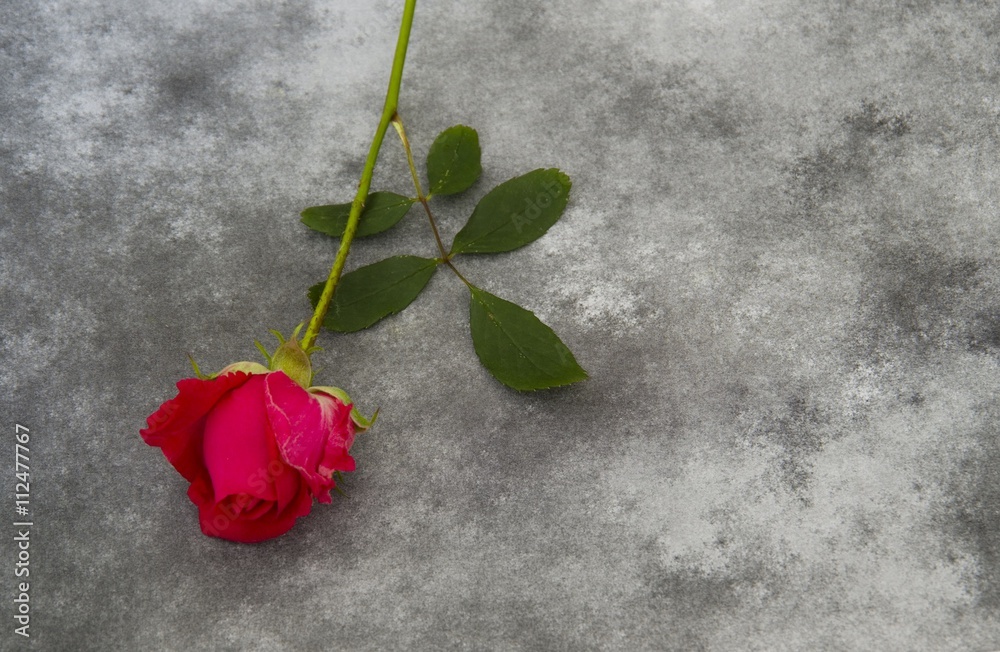 Condolence card - Red Rose Condolence card - Red Rose
