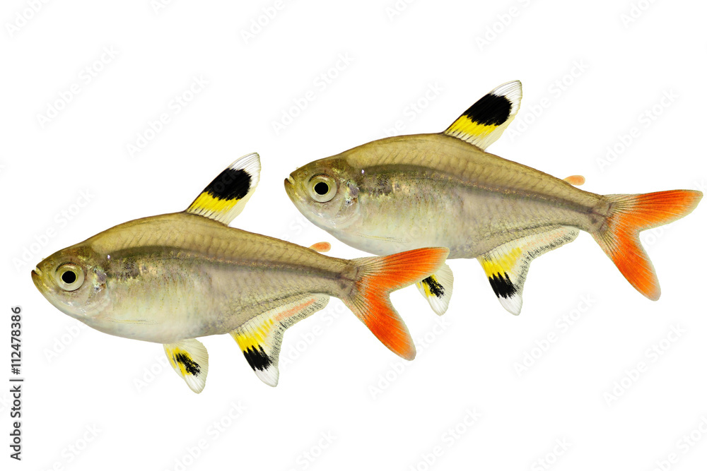 Fototapeta premium Swarm of Golden pristella tetra Pristella maxillaris X-ray tetra fish isolated on white 