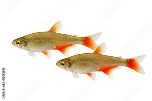 Swarm of Bloodfin tetra Aphyocharax anisitsi tropical aquarium fish isolated on white photo