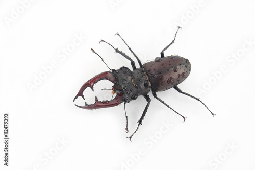 beetle deer on the water drops on white background