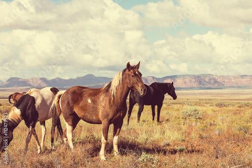 Fototapeta Naklejka Na Ścianę i Meble -  Horse