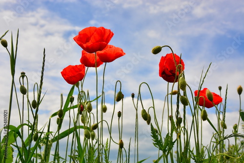  red poppies on green field on sky